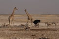 Giraffe at a crowded waterhole in Etosha National Park