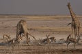 Giraffe at a crowded waterhole in Etosha National Park