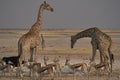 Giraffe at a crowded waterhole in Etosha National Park