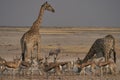 Giraffe at a crowded waterhole in Etosha National Park Royalty Free Stock Photo