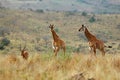 Giraffe cubs and Impala male Royalty Free Stock Photo