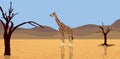 Giraffe in desert Royalty Free Stock Photo