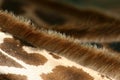 Giraffe detail Royalty Free Stock Photo