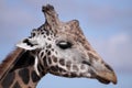 Giraffe detail Royalty Free Stock Photo