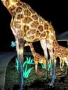 Giraffe display at Little Rock Zoo