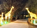 Giraffe display at Little Rock Zoo