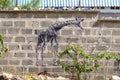 Giraffe draw on a wall of raw blocks Royalty Free Stock Photo