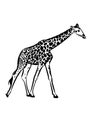 Giraffe drawing sketch transparent vector illustration