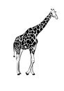 Giraffe drawing sketch transparent vector illustration