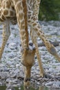 Giraf, Giraffe, Giraffa camelopardalis Royalty Free Stock Photo