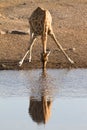 Giraffe drinking Royalty Free Stock Photo