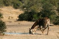 Giraffe Drinking Royalty Free Stock Photo