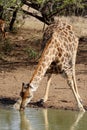 Giraffe drinking Royalty Free Stock Photo