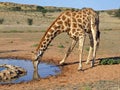 Giraffe drinking