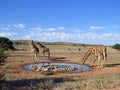 Giraffe drinking