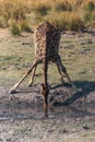 A giraffe drinking in the Chobe river. Royalty Free Stock Photo