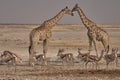 Giraffe drinking at a crowded waterhole in Namibia