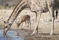 Giraffe drinking Royalty Free Stock Photo