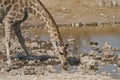 Giraffe drinking in Etosha National Park, Namibia Royalty Free Stock Photo