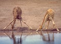 Giraffe Drinking at an Etosha Waterhole Royalty Free Stock Photo