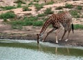 Giraffe drinking in Kruger National Park. Royalty Free Stock Photo