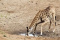 Giraffe drinking in a pond in Kruger National park Royalty Free Stock Photo