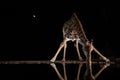 Giraffe drinking from a pool at night in the moonshine