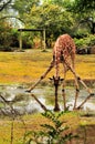 Giraffe Drinking Water Royalty Free Stock Photo