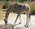 Giraffe Drinking Water Royalty Free Stock Photo