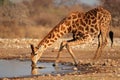 Giraffe drinking water