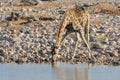 Giraffe drinking water Royalty Free Stock Photo