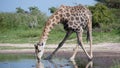 Giraffe drinking water Royalty Free Stock Photo