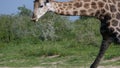 Giraffe drinking water Royalty Free Stock Photo