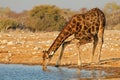 Giraffe drinking water, Etosha National Park, Namibia Royalty Free Stock Photo