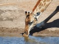 Giraffe drinking water in the Etosha National park in Namibia, Africa Royalty Free Stock Photo