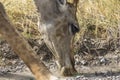 Giraffe drinking water in Etosha Park, Namibia Royalty Free Stock Photo