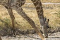 Giraffe drinking water in Etosha Park, Namibia Royalty Free Stock Photo