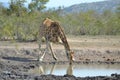 Giraffe drinking water Royalty Free Stock Photo
