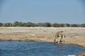 Giraffe drinking at water hole, Etosha National Park Namibia Royalty Free Stock Photo