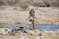 Giraffe drinking at water hole, Etosha National Park Namibia Royalty Free Stock Photo