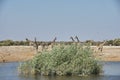 Giraffe drinking at water hole, Etosha National Park Namibia Royalty Free Stock Photo