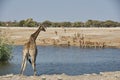 Giraffe drinking at water hole, Etosha National Park Namibia Royalty Free Stock Photo