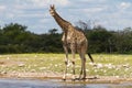 Giraffe drinking at a water hole Royalty Free Stock Photo