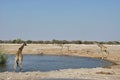 Giraffe drinking at water hole, Etosha National Park Namibia Royalty Free Stock Photo