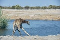 Giraffe drinking at water hole, Etosha National Park Namibia Royalty Free Stock Photo