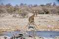 Giraffe drinking at water hole, Etosha National Park Namibia Royalty Free Stock Photo