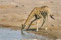 Giraffe drinking at a water hole in Namibia Royalty Free Stock Photo