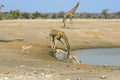 Giraffe drinking at a water hole in Namibia Royalty Free Stock Photo