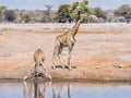 Giraffe drinking from a water hole in Namibia. Royalty Free Stock Photo