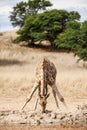 Giraffe drinking water in the Kalahari desert Royalty Free Stock Photo